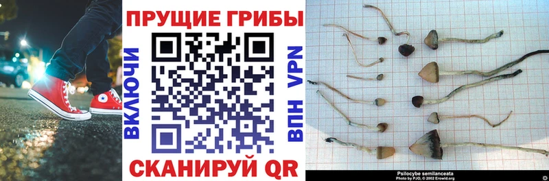 Псилоцибиновые грибы мухоморы  Мураши 